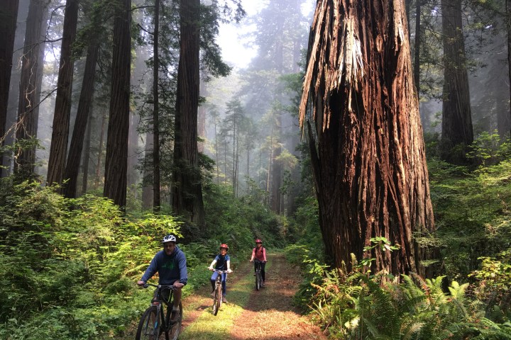 Three bikers riding along grassy trail in the Redwoods