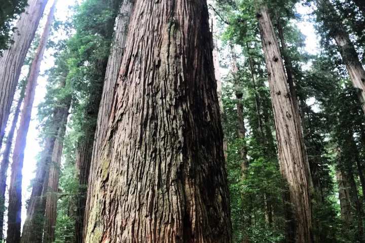 a person riding a motorcycle next to a tree in a forest