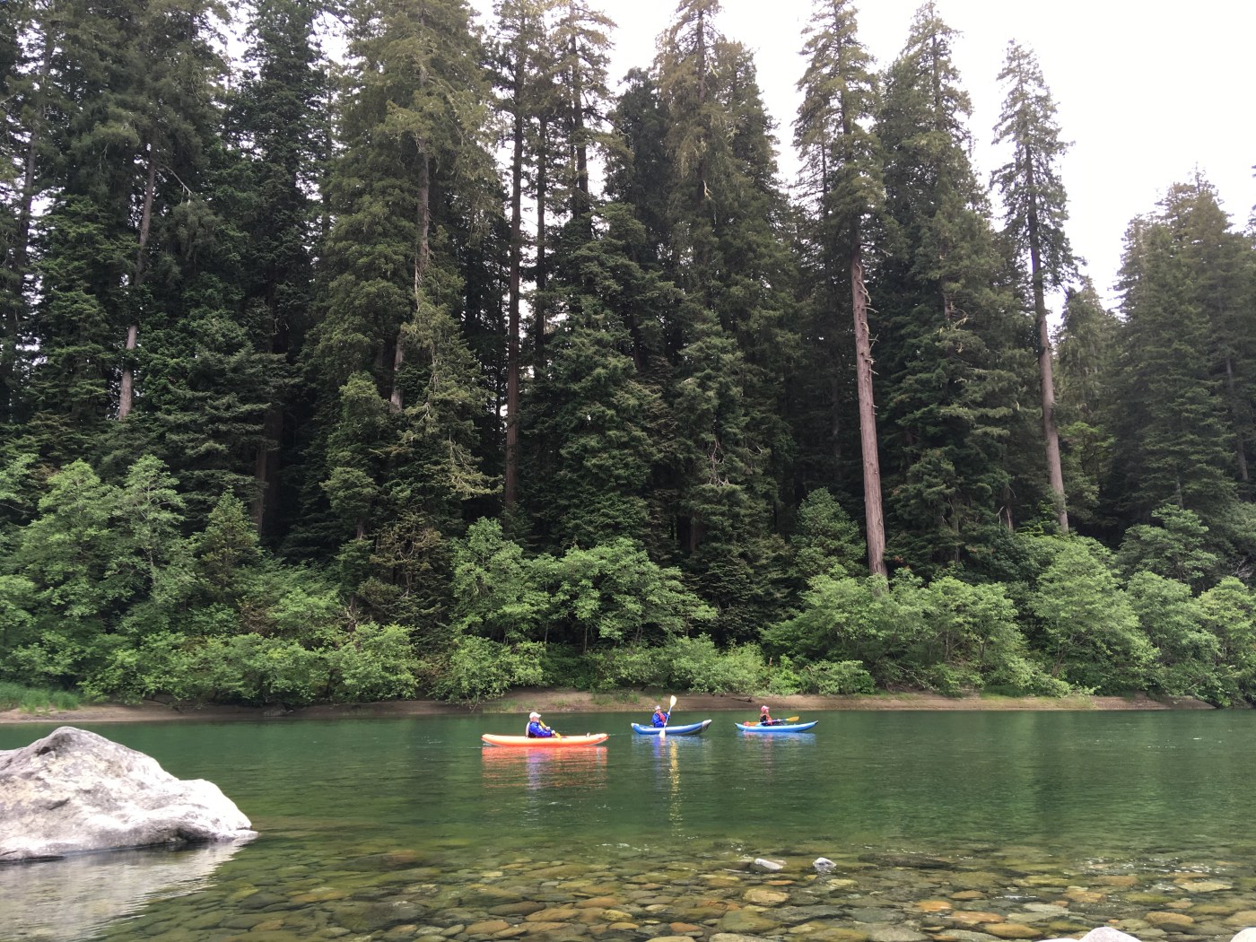 Redwood Rides